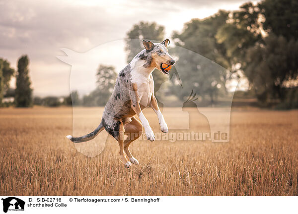 shorthaired Collie / SIB-02716