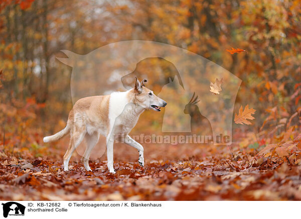 Kurzhaarcollie / shorthaired Collie / KB-12682