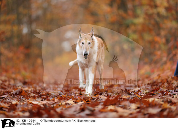 Kurzhaarcollie / shorthaired Collie / KB-12684