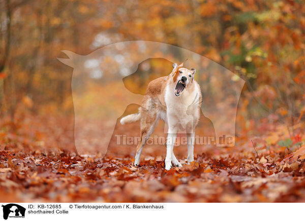 Kurzhaarcollie / shorthaired Collie / KB-12685