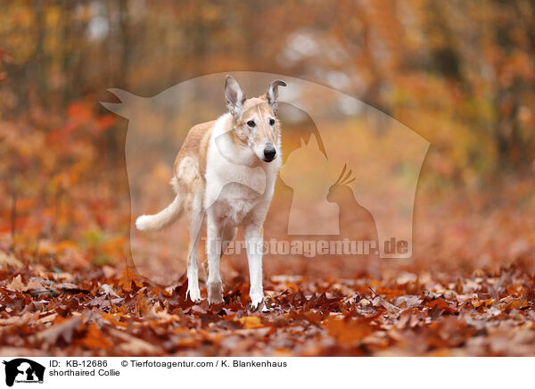 Kurzhaarcollie / shorthaired Collie / KB-12686