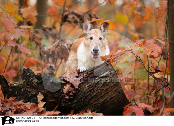 shorthaired Collie / KB-12691