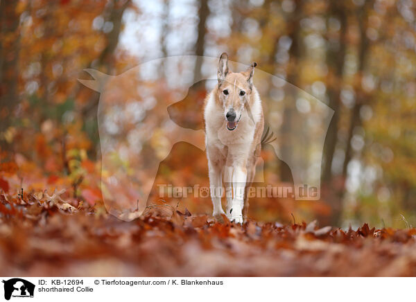 Kurzhaarcollie / shorthaired Collie / KB-12694