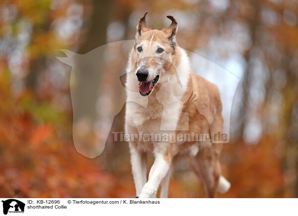 Kurzhaarcollie / shorthaired Collie / KB-12696