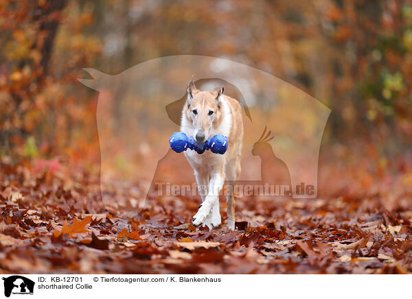 Kurzhaarcollie / shorthaired Collie / KB-12701