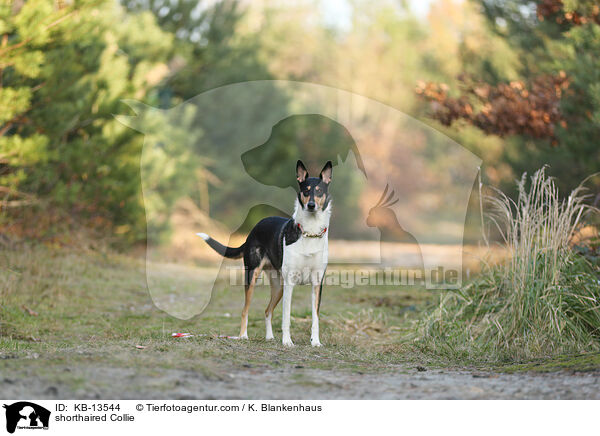 shorthaired Collie / KB-13544