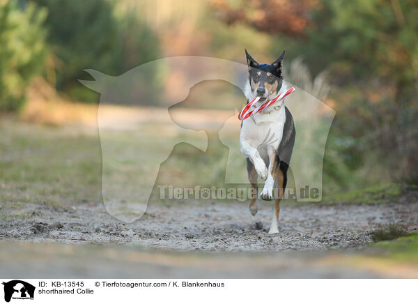 Kurzhaarcollie / shorthaired Collie / KB-13545