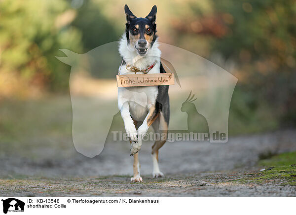 shorthaired Collie / KB-13548