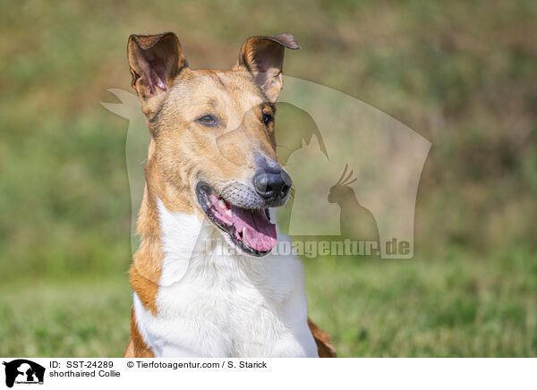 Kurzhaarcollie / shorthaired Collie / SST-24289