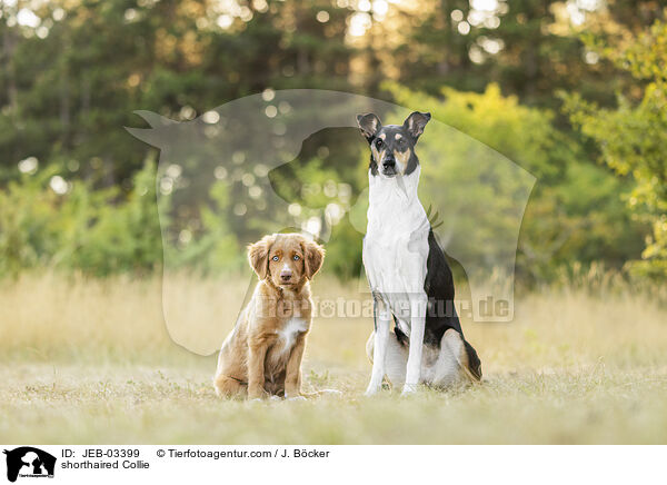 Kurzhaarcollie / shorthaired Collie / JEB-03399