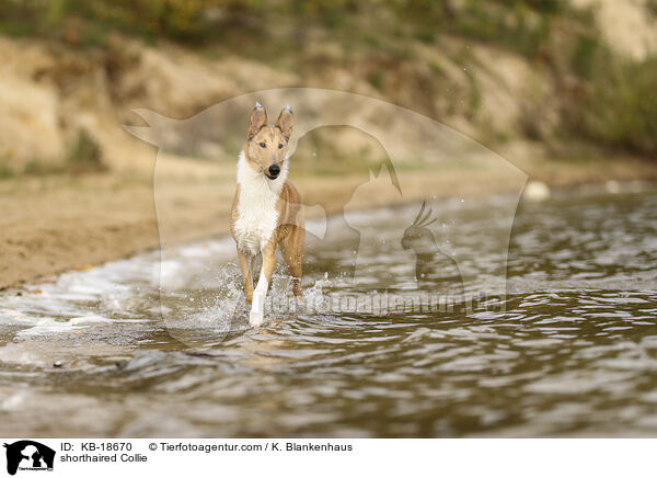 Kurzhaarcollie / shorthaired Collie / KB-18670