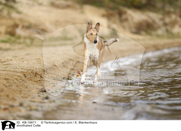shorthaired Collie / KB-18671