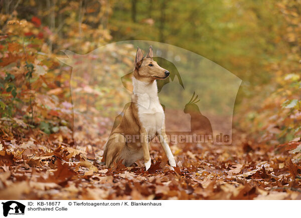 shorthaired Collie / KB-18677