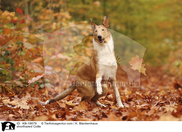 shorthaired Collie / KB-18679