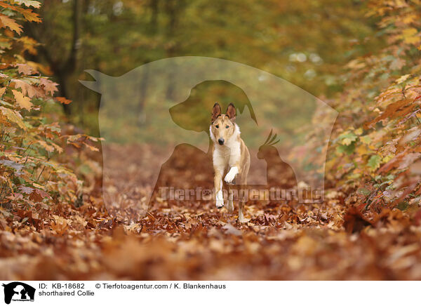shorthaired Collie / KB-18682