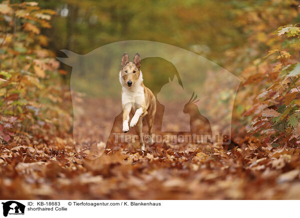 shorthaired Collie / KB-18683