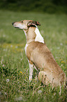 sitting Short Haired Collie