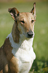 Short Haired Collie Portrait