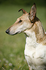 Short Haired Collie Portrait