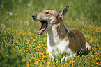 yawning Short Haired Collie