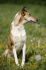 sitting Short Haired Collie