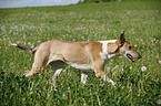 trotting Short Haired Collie