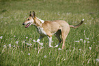 running Short Haired Collie