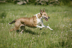 running Short Haired Collie