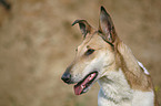 Short Haired Collie Portrait