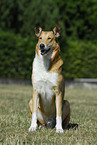 shorthaired Collie