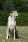 shorthaired Collie