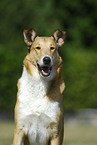 shorthaired Collie