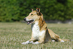 shorthaired Collie