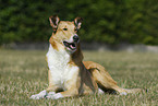 shorthaired Collie