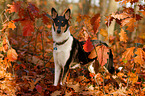 shorthaired collie