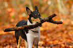 shorthaired collie with stick
