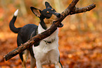 shorthaired collie with stick