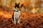 sitting shorthaired collie