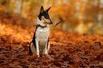 sitting shorthaired collie