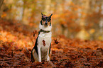 sitting shorthaired collie