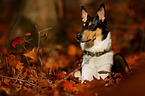 lying shorthaired collie