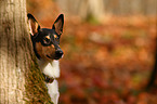 shorthaired collie portrait