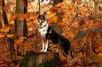 shorthaired collie