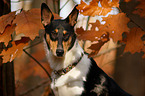 shorthaired collie portrait