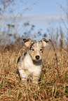 red-merle Collie Puppy