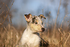 red-merle Collie Puppy