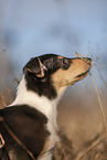 Collie puppy