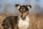 Collie puppy