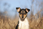 Collie puppy