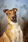 shorthaired Collie